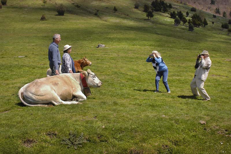 Pyrénées, vaches